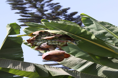 Ensete superbum